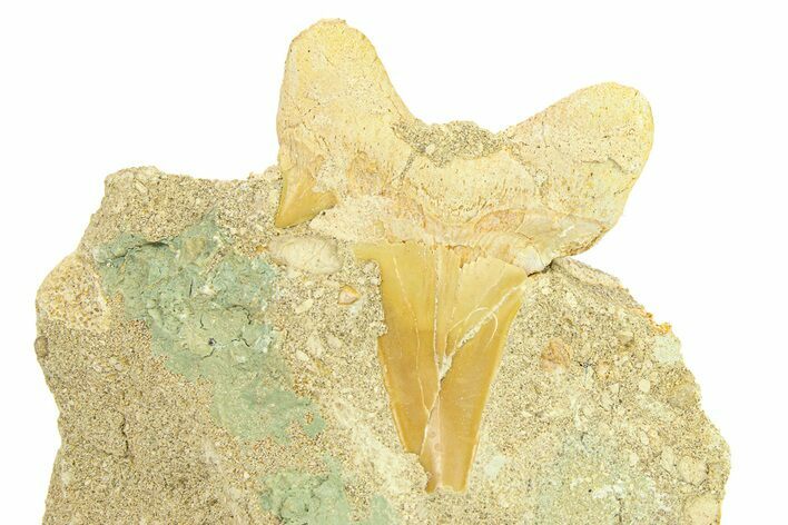 Otodus Shark Tooth Fossil in Rock - Morocco #291996